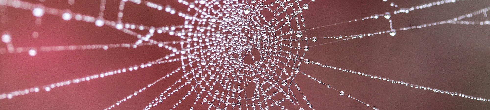 Opportunit&agrave; con TeRABIT